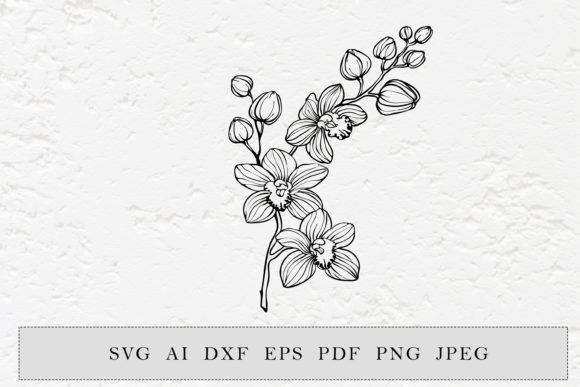 Branch of Orchids Flowers Graphics and Illustrations Review
