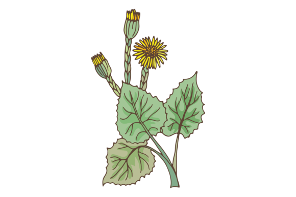 Coltsfoot Plant with Yellow Flowers. Nat Graphics and Illustrations