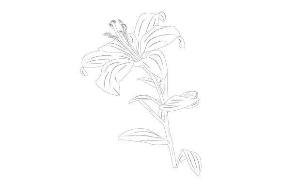 Lily Flowers Vector Illustration: A Freebie for Modern Graphics
