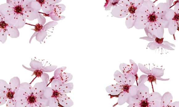 Watercolor Cherry Blossom Pink Flowers: Graphics for Illustrations